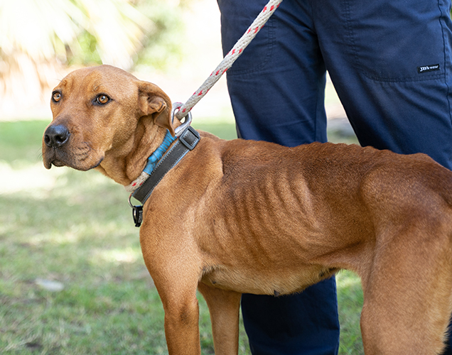 luna the emaciated dog found in june 2019